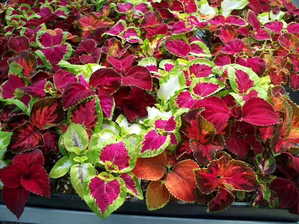 Колеус Ренельта Coleus rehneltianus