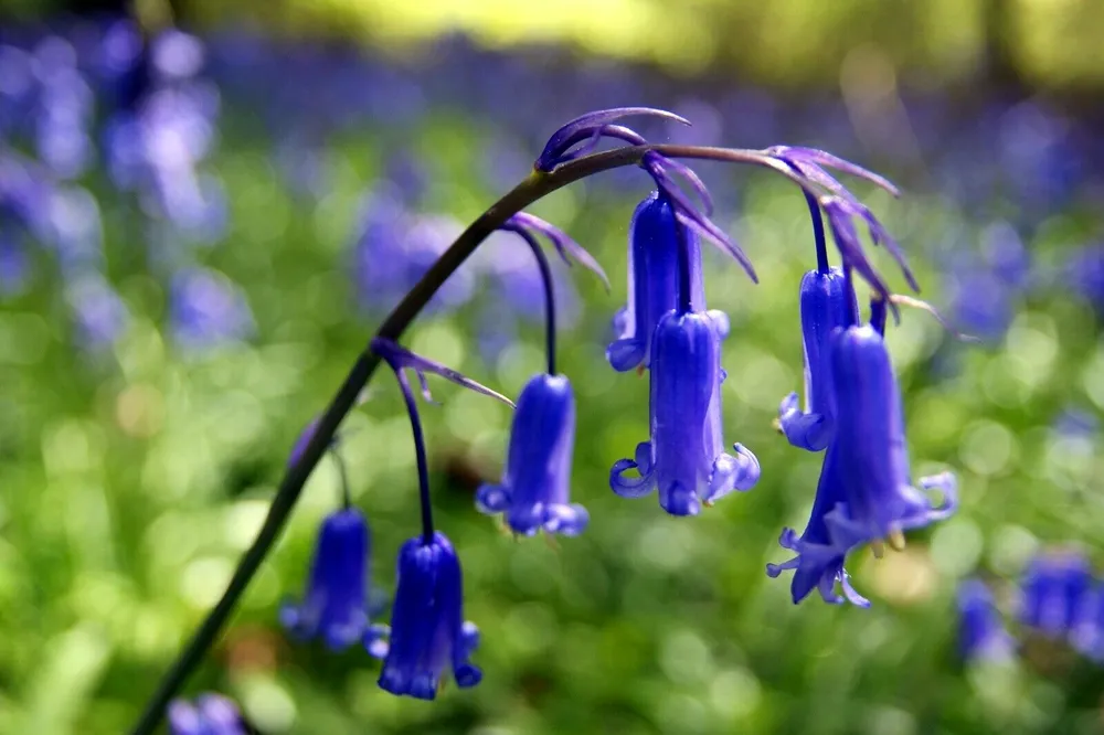 Колокольчик Campanula Collina