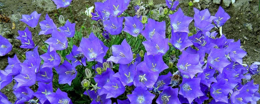 Колокольчик Карпатский Campanula Carpatica