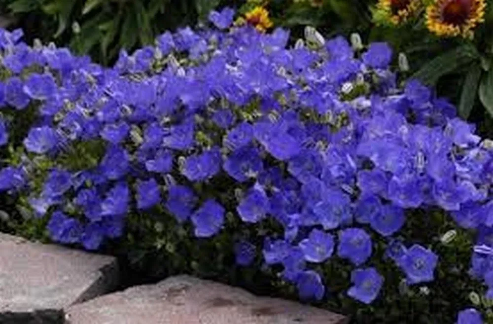 Колокольчик Карпатский Campanula Carpatica