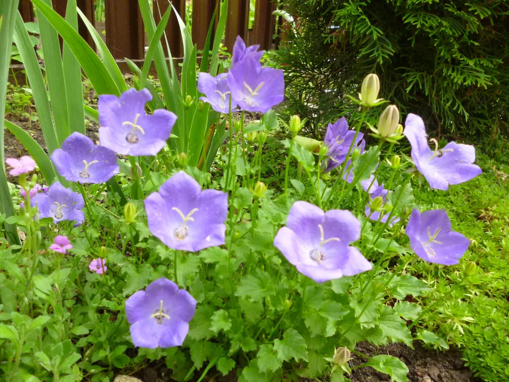 Колокольчик Карпатский Campanula Carpatica