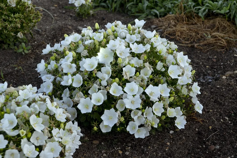 Колокольчик Карпатский Campanula Carpatica