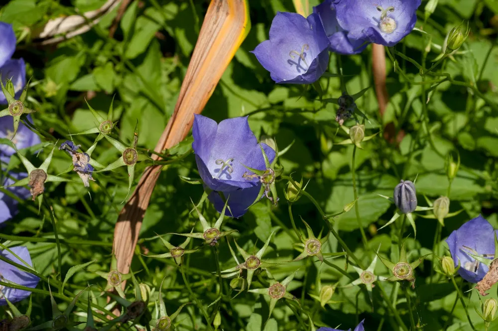 Колокольчик Карпатский Carillon Blue