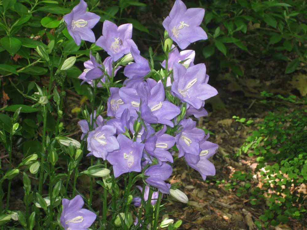 Колокольчик персиколистный Campanula persicifolia