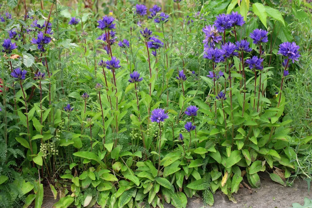 Колокольчик скученный Campanula glomerata