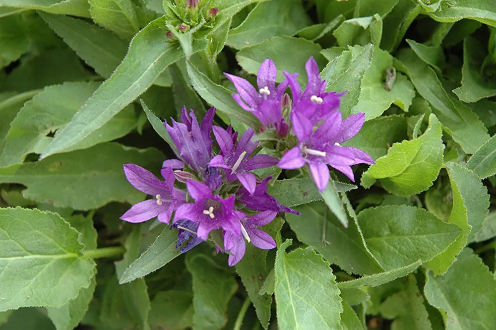 Колокольчик скученный Campanula glomerata