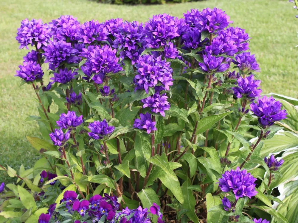 Колокольчик скученный Campanula glomerata