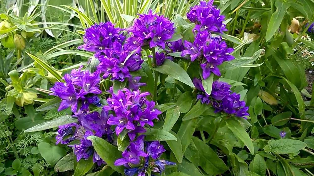 Колокольчик скученный Campanula glomerata acaulis