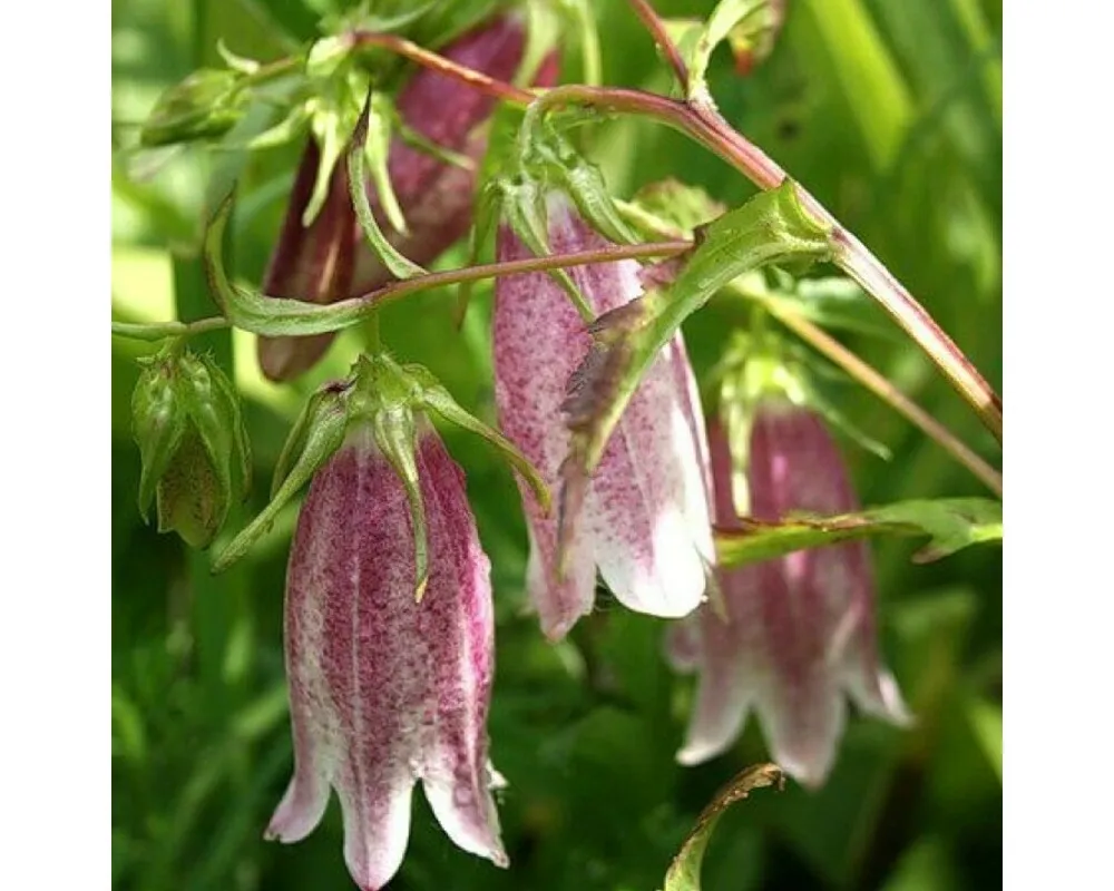 Колокольчик точечный Campanula punctata