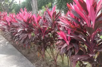 Кордилина красная Cordyline rubra