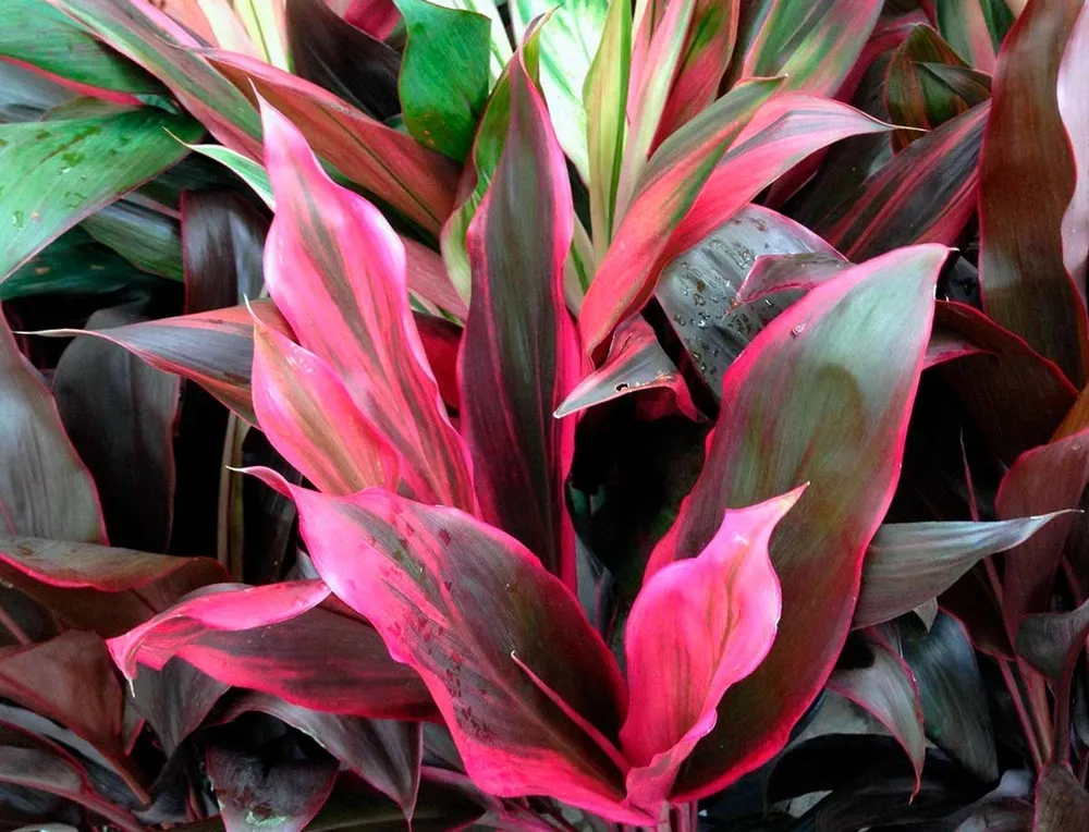 Кордилина красная Cordyline rubra