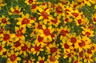 Кореопсис ланцетовидный Coreopsis lanceolata