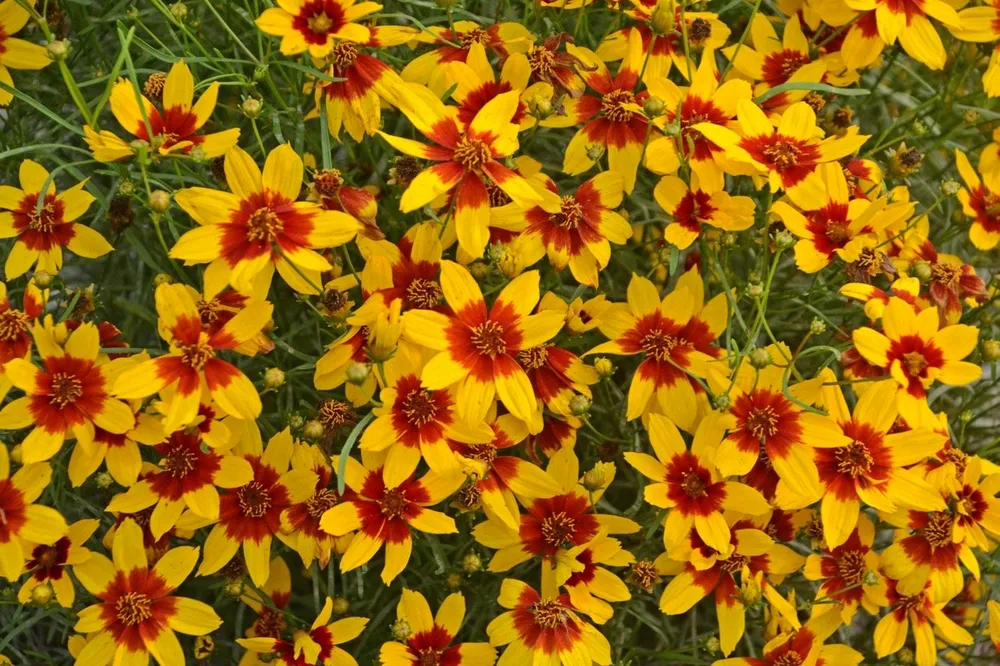 Кореопсис ланцетовидный Coreopsis lanceolata