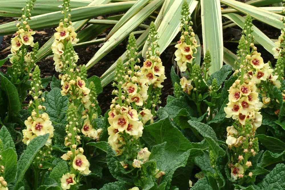 Коровяк Verbascum Dark Eyes