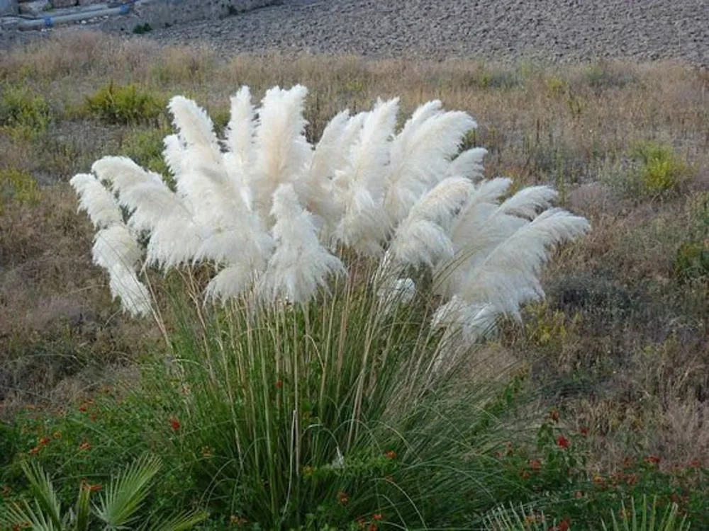 Кортадерия пампасная