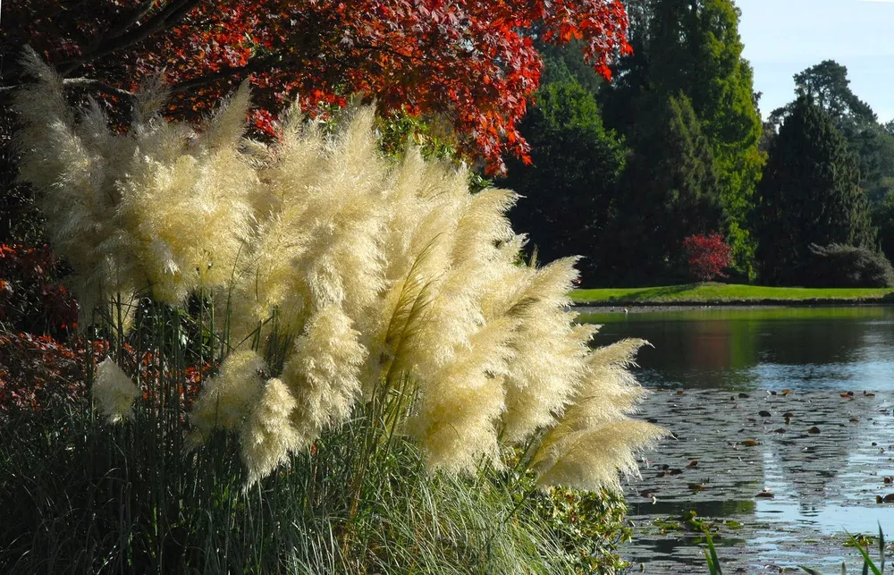 Кортадерия Селло Вайт