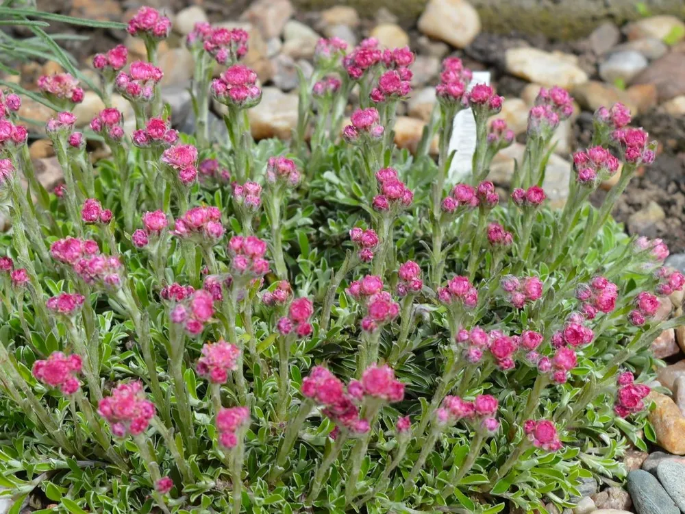 Кошачья лапка Antennaria dioica