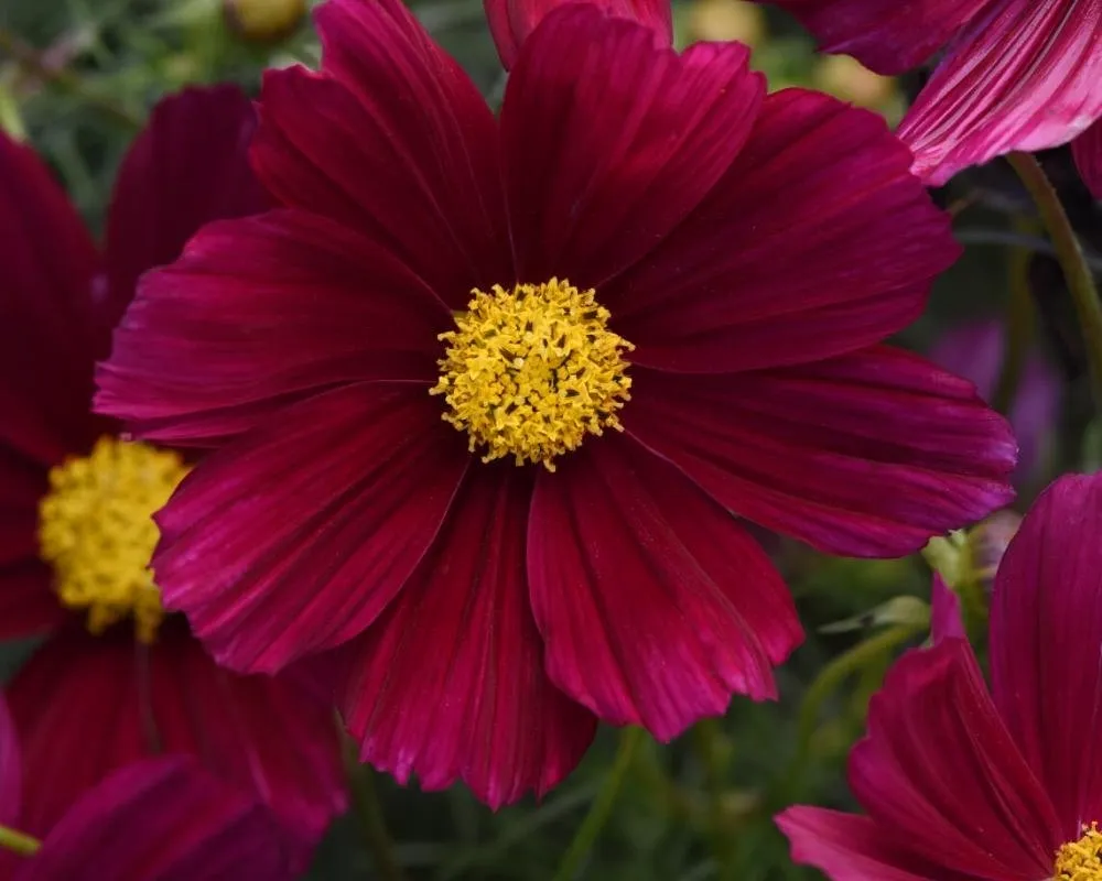 Космея дваждыперистая Cosmos bipinnatus