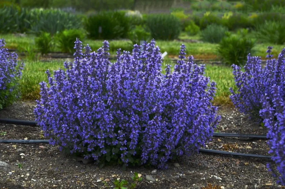 Котовник Фассена Nepeta