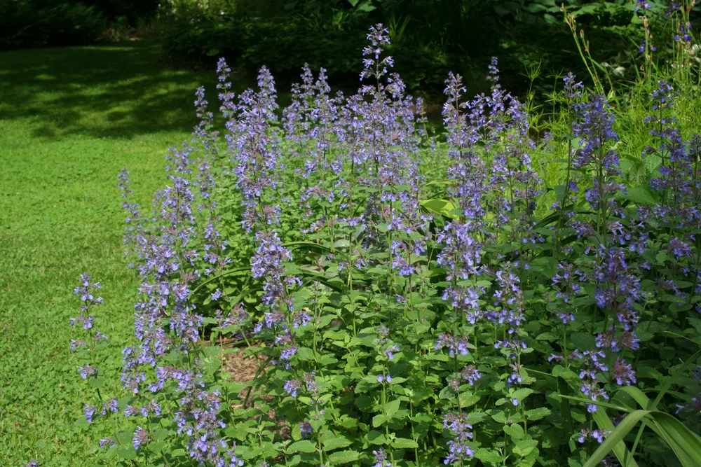 Котовник Фассена Nepeta