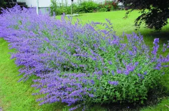 Котовник Фассена Nepeta faassenii