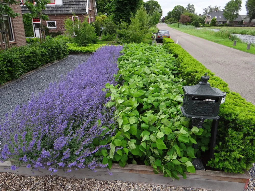 Котовник Фассена Nepeta faassenii