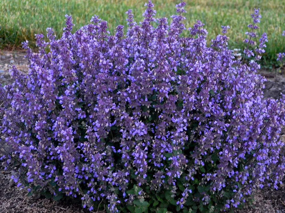 Котовник Фассена Nepeta faassenii `Six Hills giant`