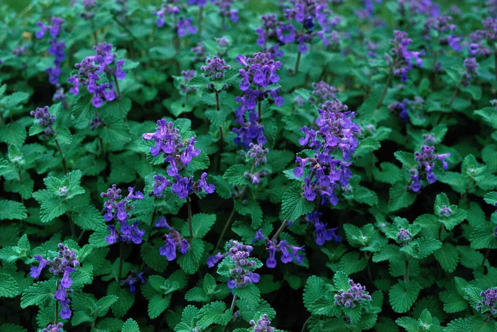 Котовник кистевидный Nepeta racemosa