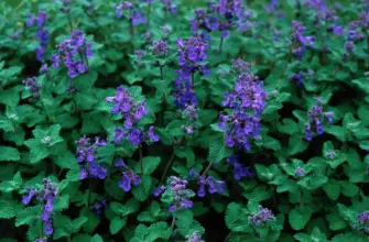 Котовник кистевидный Nepeta racemosa