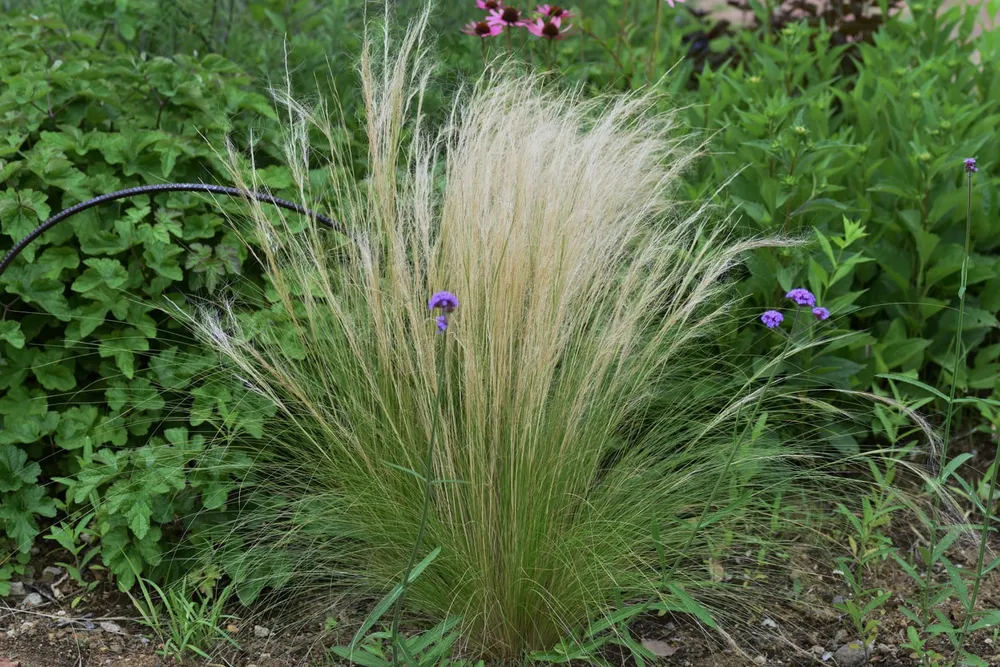 Ковыль Angel hair