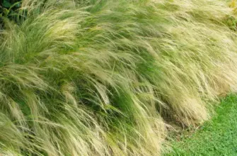 Ковыль Stipa tenuissima