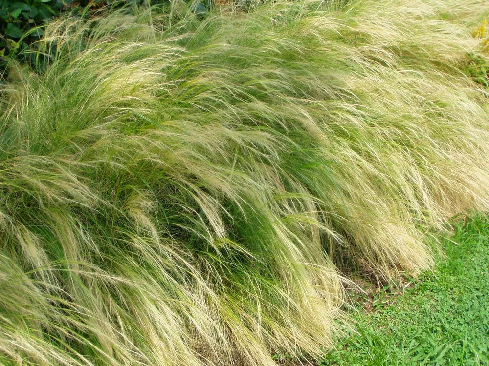 Ковыль Stipa tenuissima