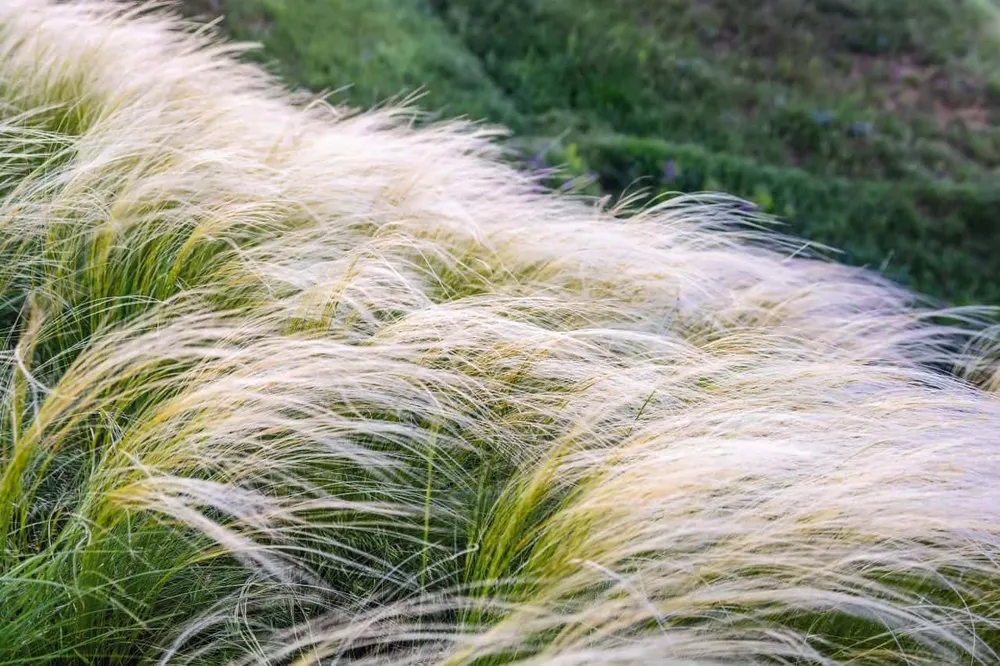 Ковыль Stipa tenuissima