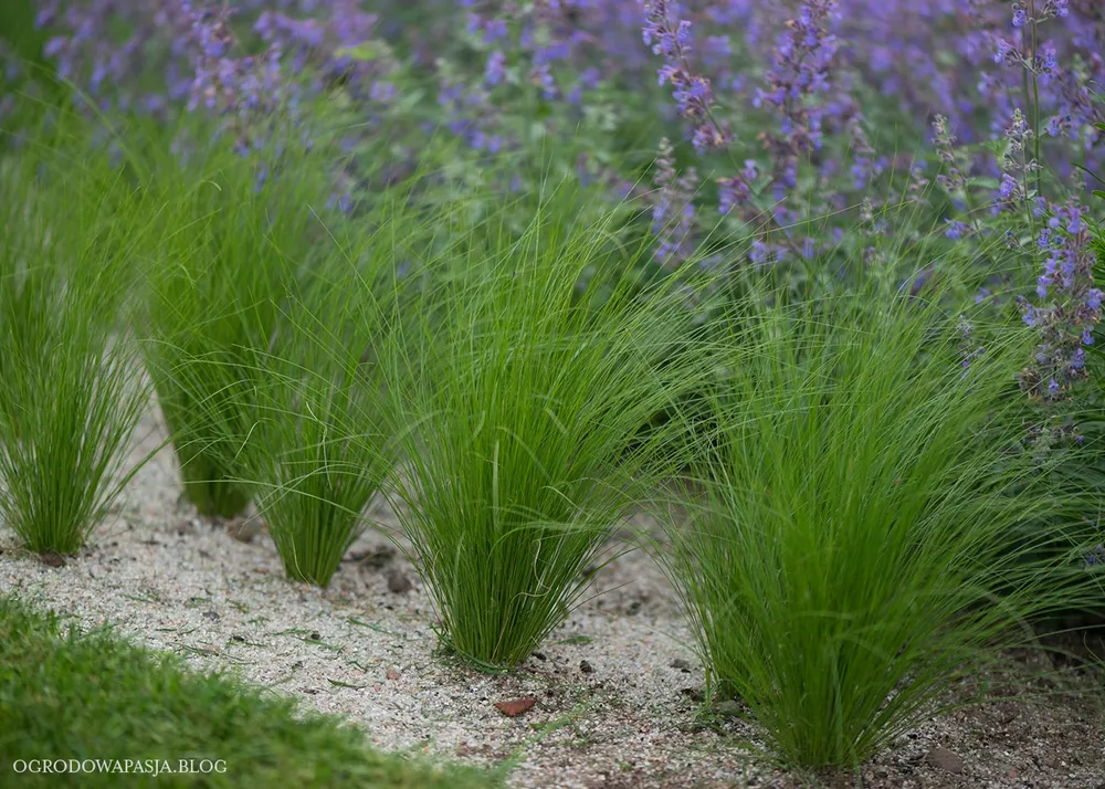 Ковыль тончайший Stipa tenuissima