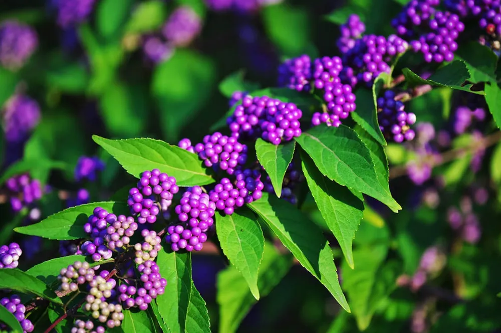 Красивоплодник японский Callicarpa japonica