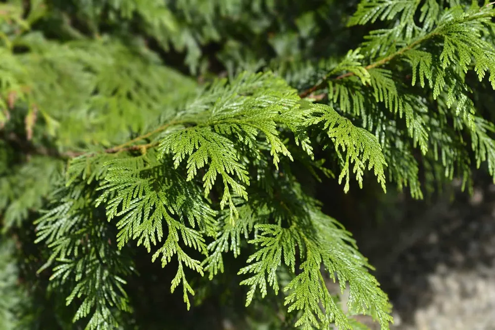 Красный кедр Thuja plicata.