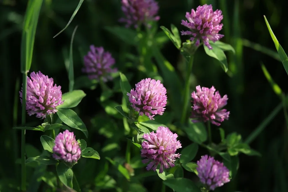 Красный Клевер Trifolium pratense