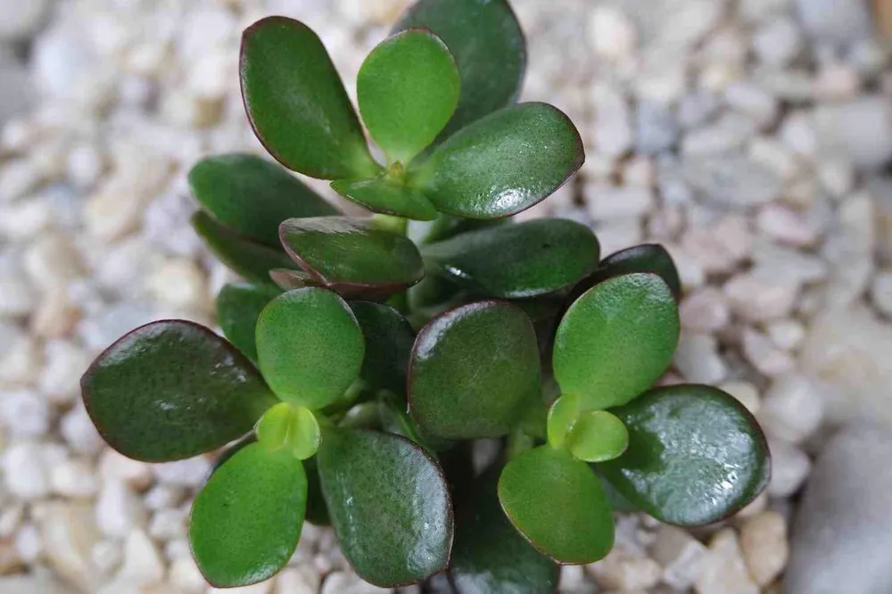 Крассула Овата Crassula ovata