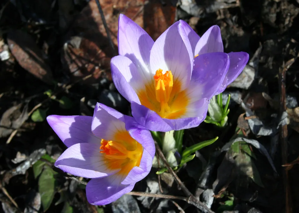 Крокус Банатский Crocus banaticus