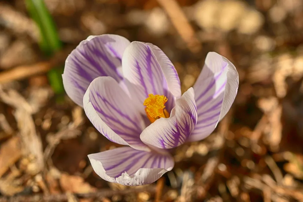 Крокус Striped Beauty