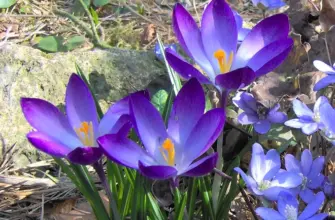 Крокус Томазини Crocus tommasinianus