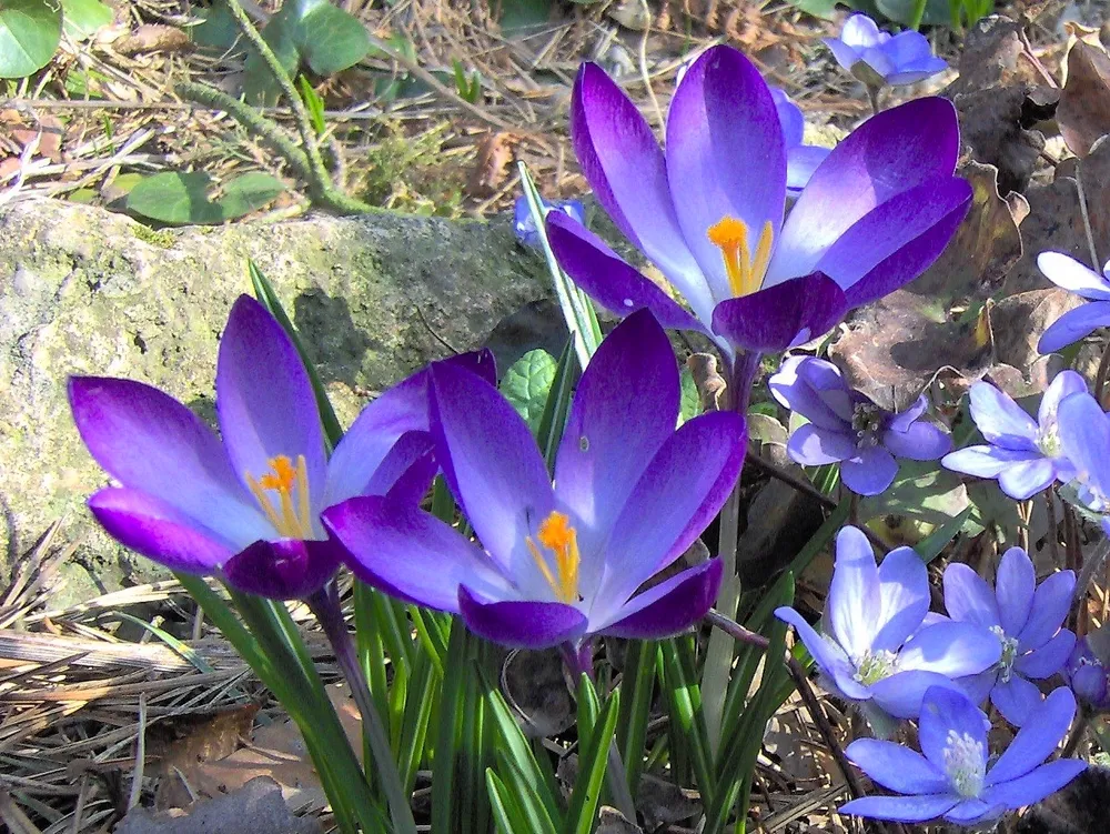 Крокус Томазини Crocus tommasinianus