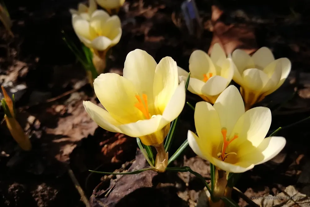 Крокус золотистый  Crocus chrysanthus