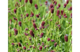 Кровохлебка Sanguisorba officinalis