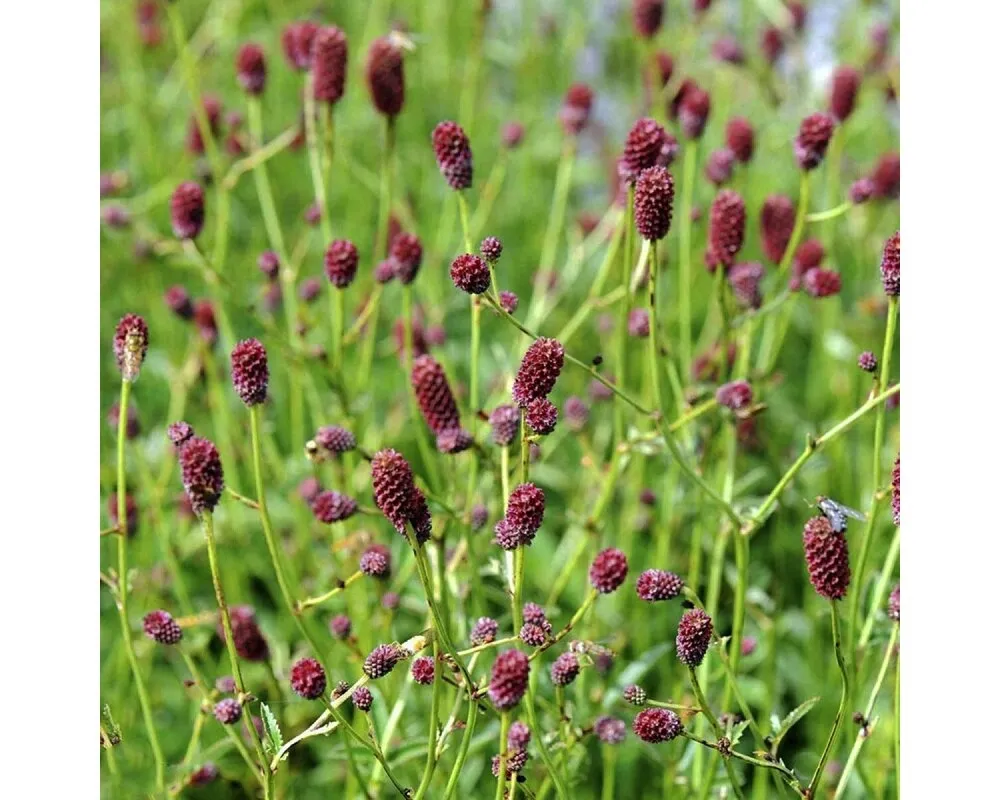 Кровохлебка Sanguisorba officinalis