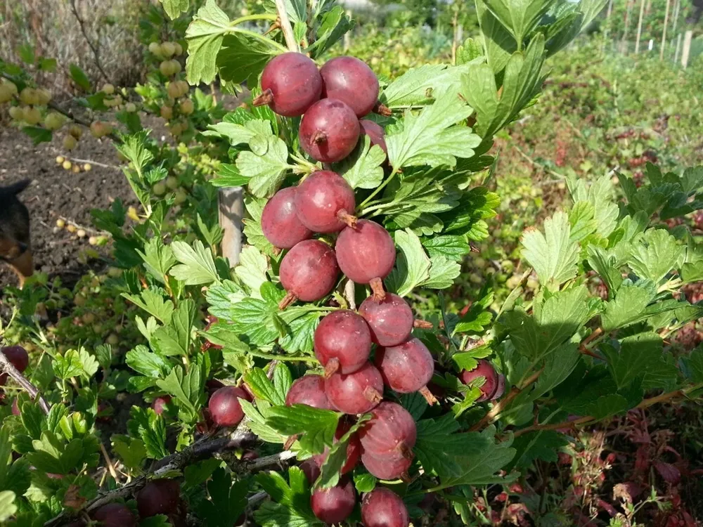 Крыжовник Хиннонмаки ред