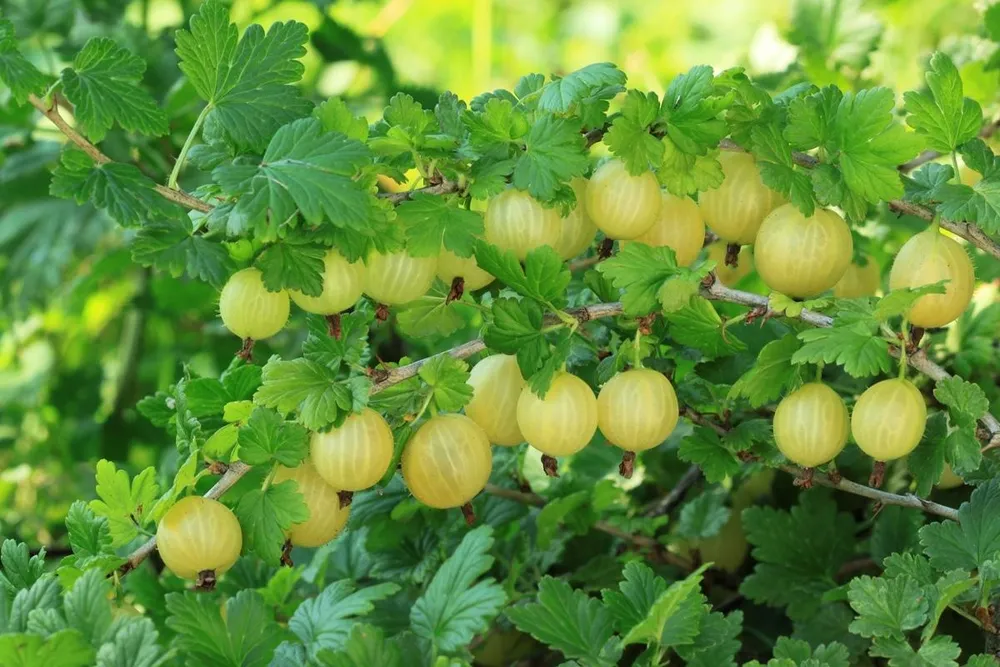 Крыжовник ribes grossularia `Командор`