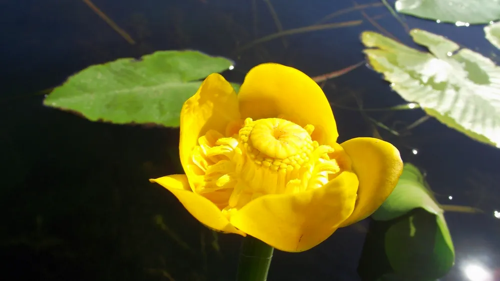 Кубышка японская Nuphar japonica