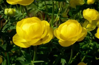 Купальница европейская Trollius europaeus