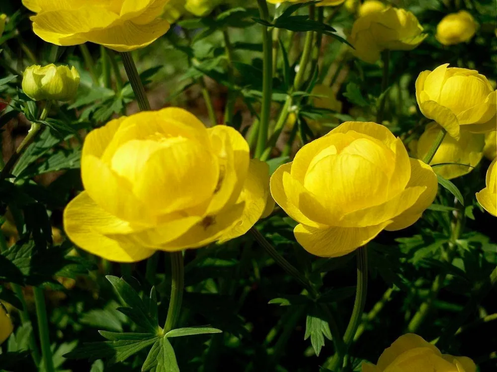 Купальница европейская Trollius europaeus